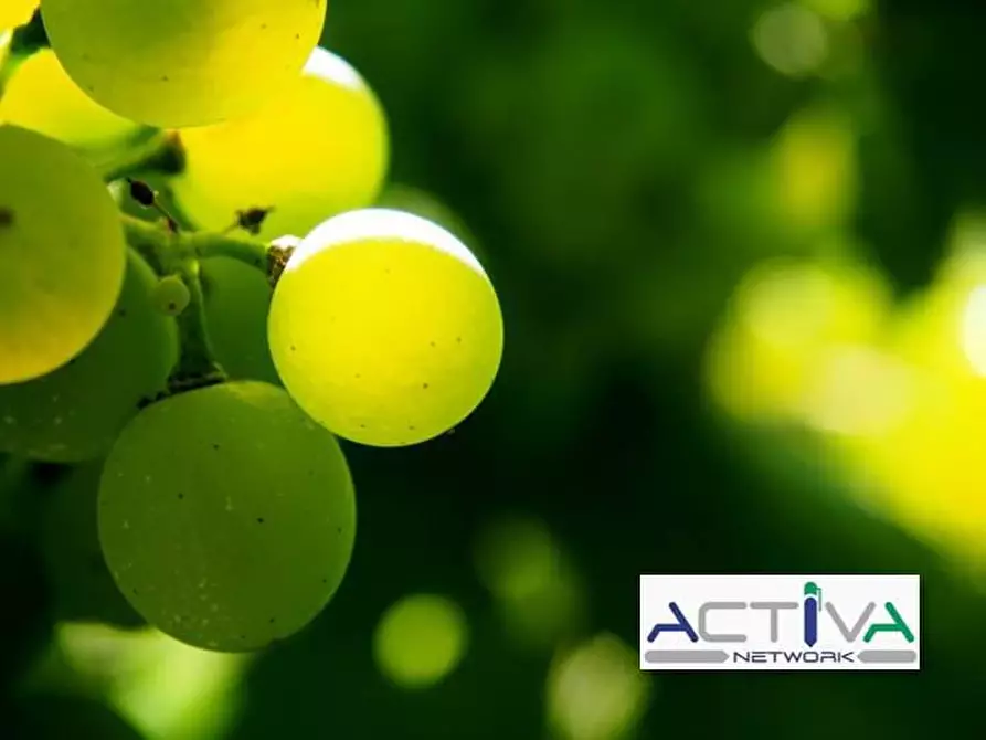 Immagine 6 di Attività commerciale in vendita  in VIA TORINO a Castiglione Torinese