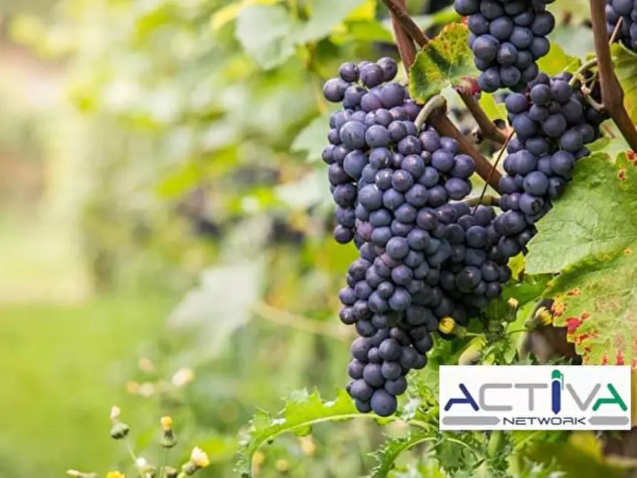 Immagine 7 di Attività commerciale in vendita  in VIA TORINO a Castiglione Torinese