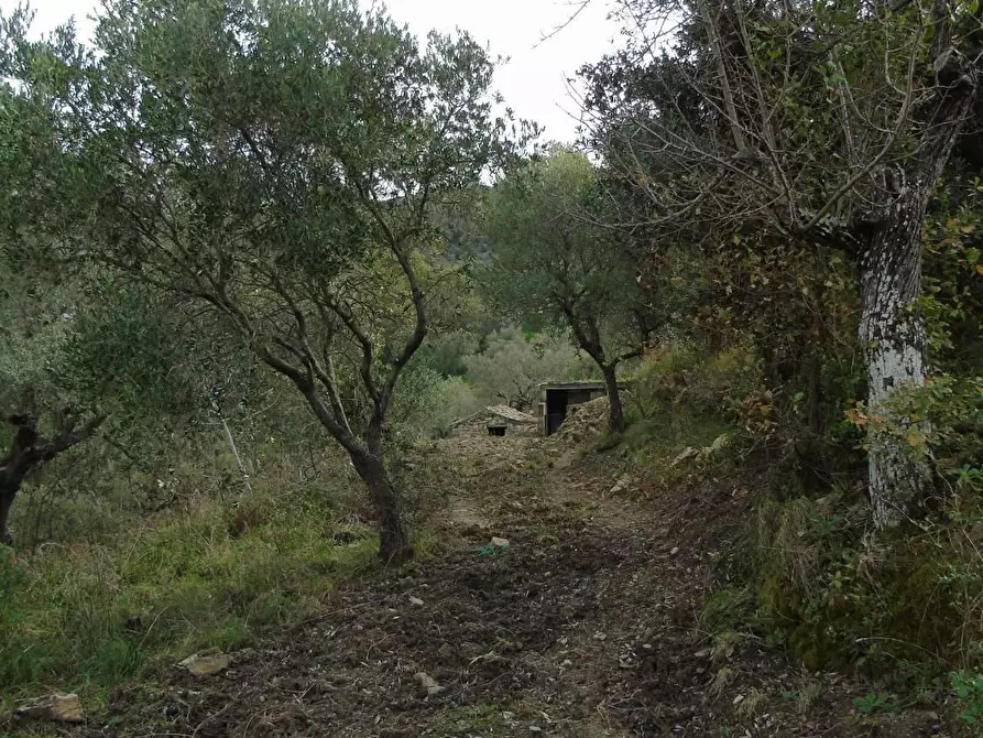 Immagine 12 di Terreno residenziale in vendita  in LOCALITA'CANTARI a San Mauro Cilento