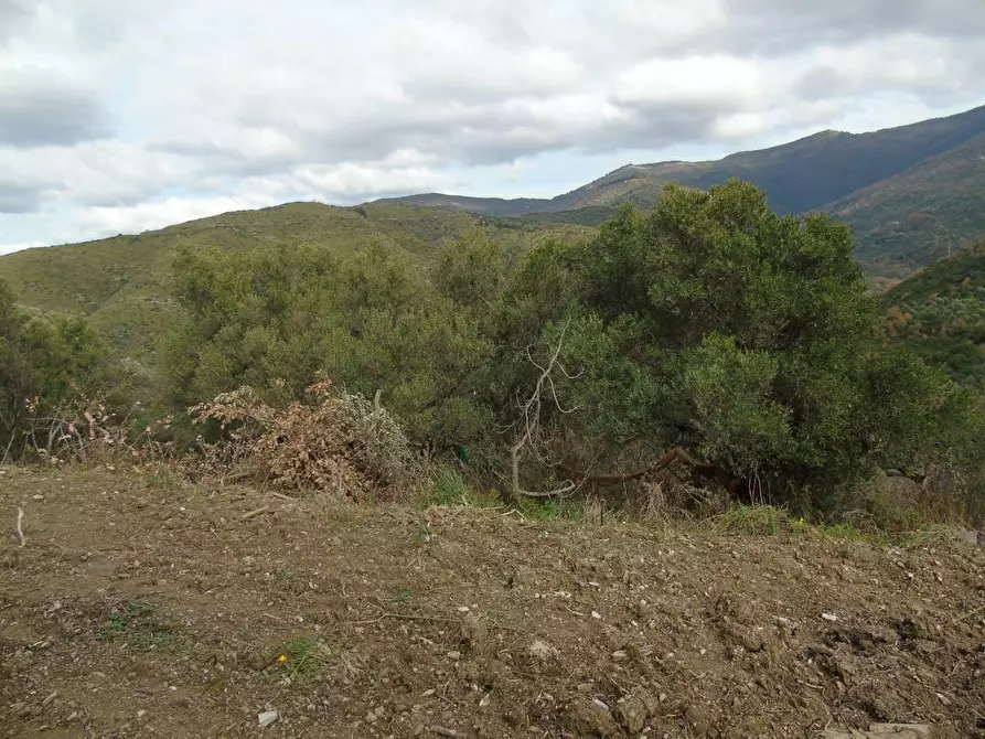 Immagine 3 di Terreno residenziale in vendita  in LOCALITA'CANTARI a San Mauro Cilento