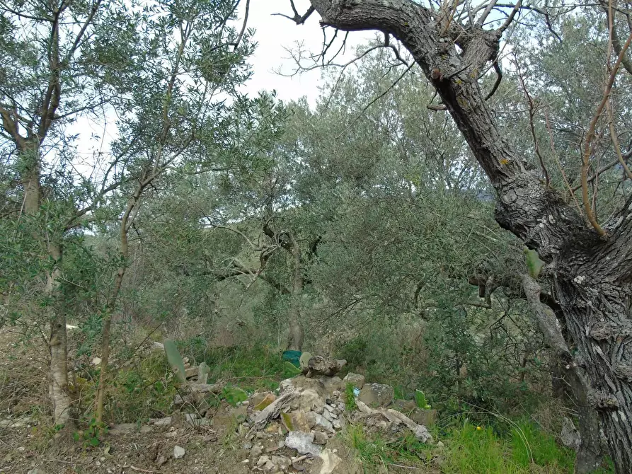 Immagine 4 di Terreno residenziale in vendita  in LOCALITA'CANTARI a San Mauro Cilento