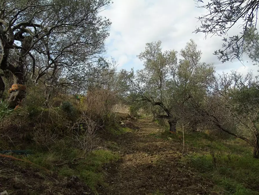 Immagine 5 di Terreno residenziale in vendita  in LOCALITA'CANTARI a San Mauro Cilento