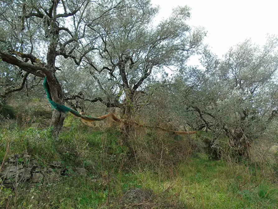 Immagine 6 di Terreno residenziale in vendita  in LOCALITA'CANTARI a San Mauro Cilento