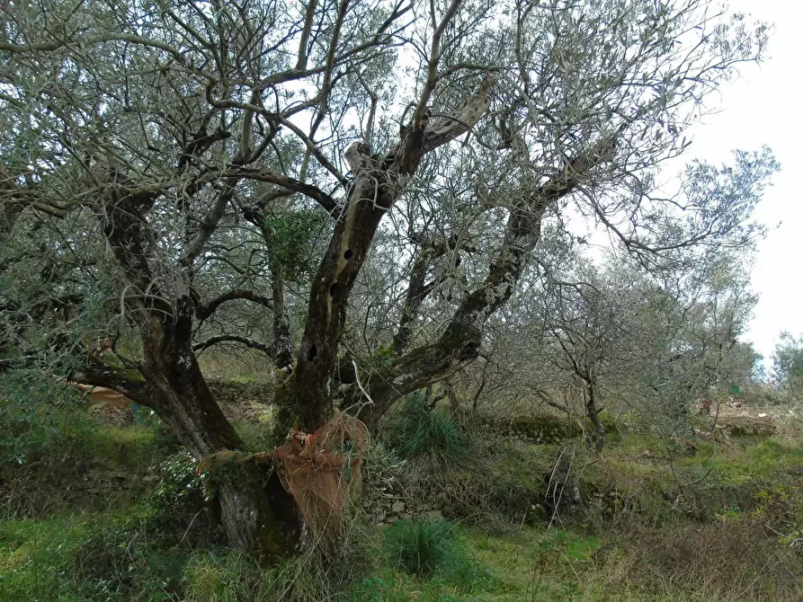 Immagine 7 di Terreno residenziale in vendita  in LOCALITA'CANTARI a San Mauro Cilento