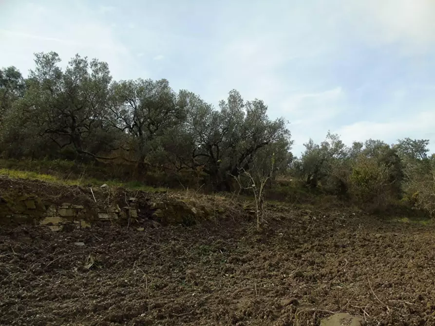 Immagine 9 di Terreno residenziale in vendita  in LOCALITA'CANTARI a San Mauro Cilento