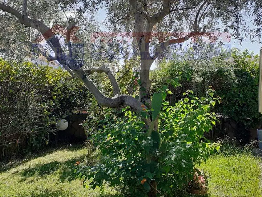 Immagine 4 di Villa in vendita  in VIA Antonio Scopelliti a Santa Maria Del Cedro