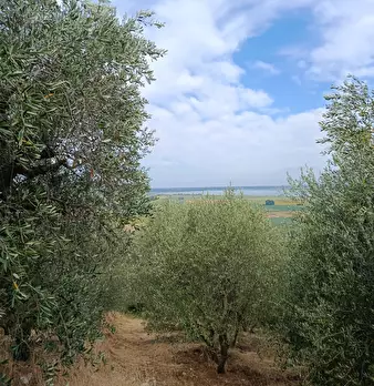 Foto annuncio 5