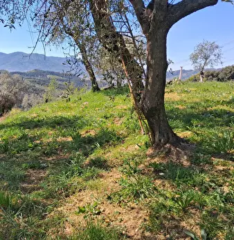 Foto annuncio 5