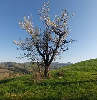 Foto annuncio 4