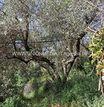 Foto annuncio 6