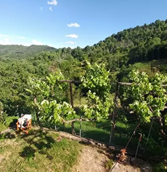 Foto annuncio 40