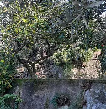 Foto annuncio 18