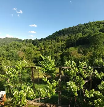 Foto annuncio 39