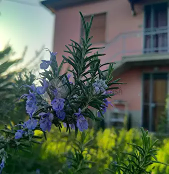Foto annuncio 5
