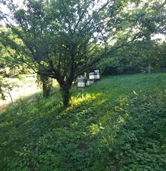 Foto annuncio 41