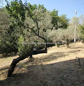 Foto annuncio 25