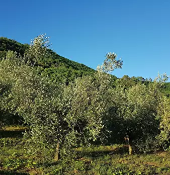 Foto annuncio 19