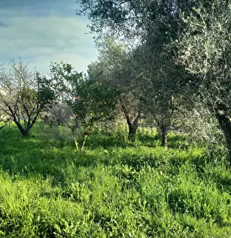 Foto annuncio 9
