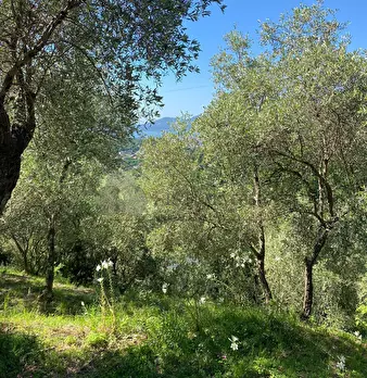 Foto annuncio 42
