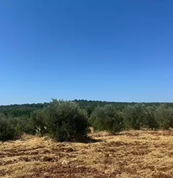 Foto annuncio 21