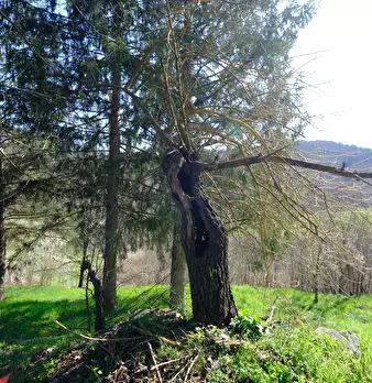 Foto annuncio 32
