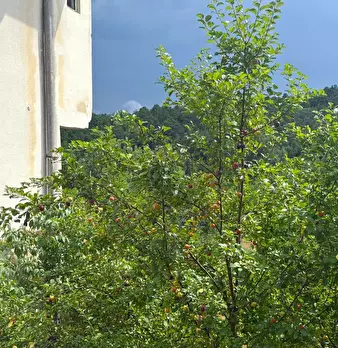 Foto annuncio 53