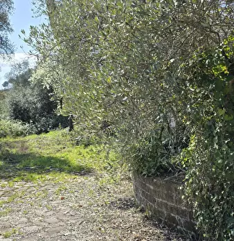 Foto annuncio 15