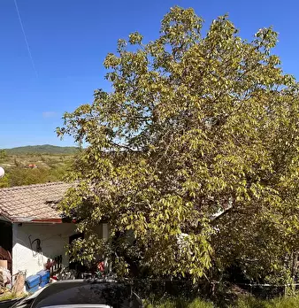 Foto annuncio 52