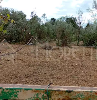 Foto annuncio 45