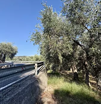 Foto annuncio 6
