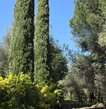 Foto annuncio 12