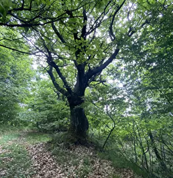 Foto annuncio 25
