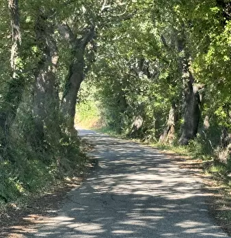 Foto annuncio 66