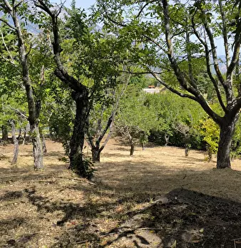 Foto annuncio 2