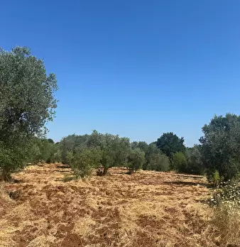 Foto annuncio 24