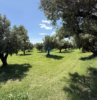 Foto annuncio 3