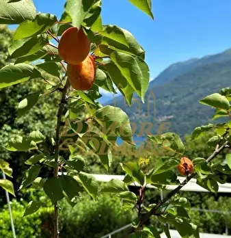 Foto annuncio 54