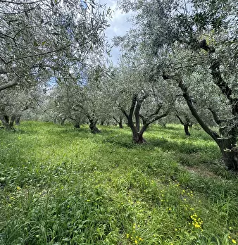 Foto annuncio 35