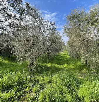 Foto annuncio 6