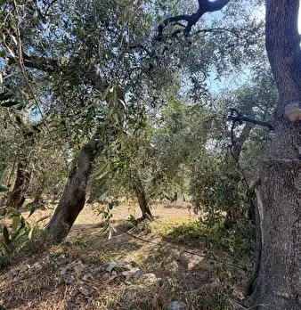 Foto annuncio 5