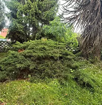 Foto annuncio 9
