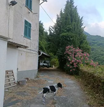 Foto annuncio 36