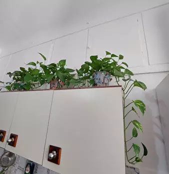 Foto annuncio 9