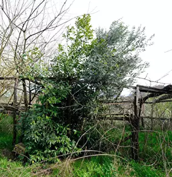 Foto annuncio 44