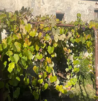 Foto annuncio 60