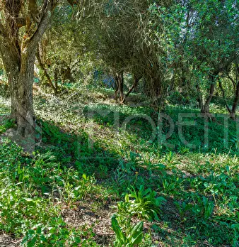 Foto annuncio 104