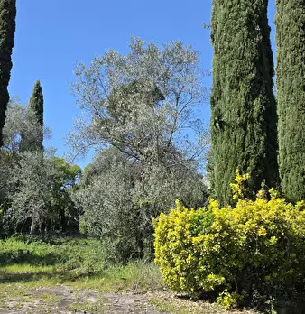 Foto annuncio 42