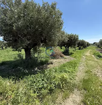 Foto annuncio 4