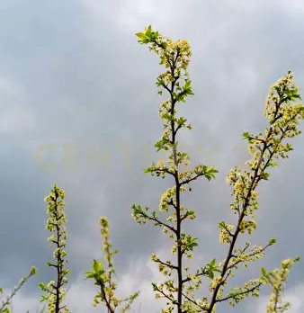 Foto annuncio 26