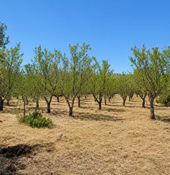 Foto annuncio 11
